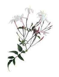 How to grow top 3 jasmine plants from cuttings. How To Propagate Jasmine From Cuttings Jasmine Plant Jasmine Vine Growing Jasmine