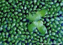 Image result for Wolffia arrhiza