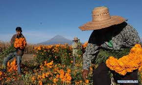 Ever since i was a kid my mother had told me about how my grand father use to make it and since then it has interested me to bring back this family tradition. In Pics Harvest Of Cempasuchil Flowers In Mexico Global Times