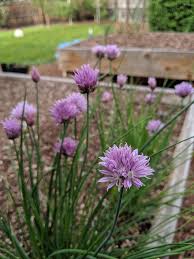 Add a couple of tablespoons of chive florets to a savory biscuit recipe. Chive Flowers Will These Chives Still Be Good To Eat Or Will They Bitter Like That There Herbs Gone To Bolt Gardening