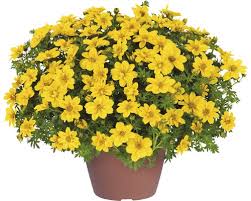If grown as a perennial it will develop into quite a large herbaceous plant, but it's usually bought as one ingredient of a hanging basket scheme, and discarded after flowering. Goldmarie Floraself Bidens Ferulifolia Yellow Sunshine O 12 Cm Topf Bei Hornbach Kaufen