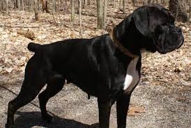 Everything You Need To Know About The Black Boxer Dogs The cheapest offer starts at £100. black boxer dogs