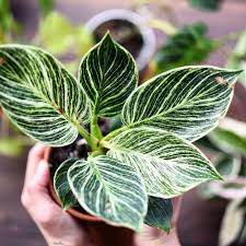 Philodendron Birkin Plants Rare Plants Philodendron