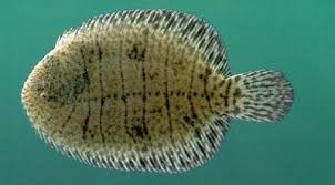 Image result for Hubbardochloa gracilis