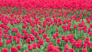 Maybe you would like to learn more about one of these? Hd Wallpaper Red Flower Field Tulips Flowers Lots Golf Greens Nature Wallpaper Flare