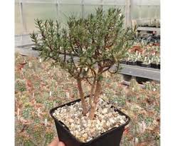 Found in mountainous regions of southern africa, from zambia to mozambique to swaziland, they are ideal plants for beginners as they are very hardy to. Crassula Sarcocaulis Dw Uhlig Kakteen More Than 5 000 Different Species