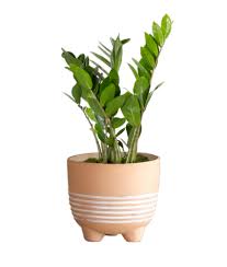You can really use anything you have around the house that you think will make your pot beautiful. Large Boho Potted Plant Assorted 24 Inch Pot Fred Meyer
