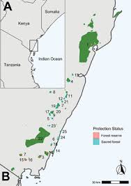 Image result for Haplocoelum inoploeum