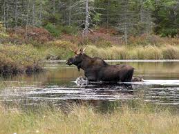 Image result for Alaskan moose