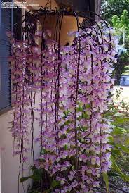 Pin On Gardening Ideas