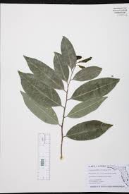 Image result for Drypetes gerrardii