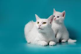 These cat behavior insights will help ensure cat training | cat behavior. Atwuc1cnebq Zm
