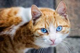 Beautiful Cats With Blue Eyes That Are Truly Captivating Cat With Blue Eyes Beautiful Cats White Tabby Cat