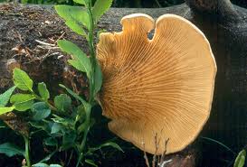 Image result for Paxillus panuoides