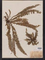 Image result for Vittaria guineensis
