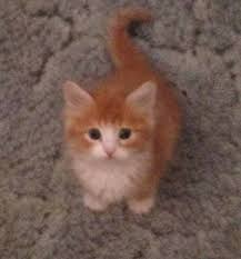 Exotic persian kitten available.kitten is vaccinated, vet checked, dewormed.please only contact me if you are genuinely interested and willing to come view the vet checked, inoculated and dewormed. Colorado Cat Breeders Websites Kittysites Com