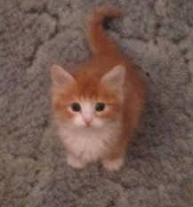 Exotic persian kitten available.kitten is vaccinated, vet checked, dewormed.please only contact me if you are genuinely interested and willing to come view the vet checked, inoculated and dewormed. Colorado Cat Breeders Websites Kittysites Com