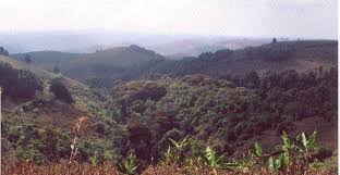 Image result for Kotschya uguenensis