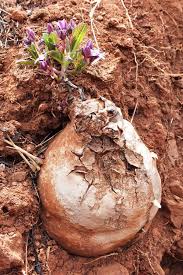 Image result for Raphionacme hirsuta