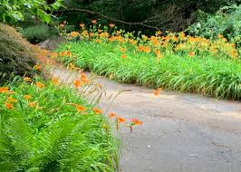 Landscaping does not involving incorporating plants in your front yard alone. Daylilies In My Hosta Garden