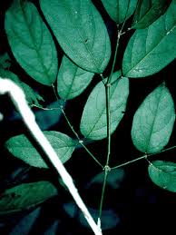 Image result for Adenocalymma