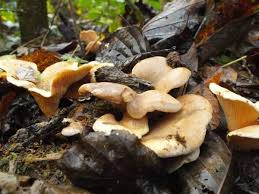 Image result for Paxillus panuoides