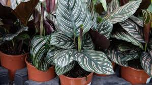 Nama latin tanaman hias canna : Mengenal Calathea Tanaman Hias Yang Dijuluki Tanaman Doa
