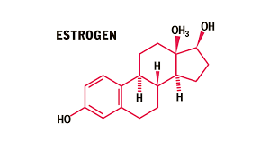 Image result for Estrogen