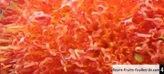 Image result for Crassocephalum bauchiense