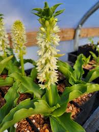 Image result for Eucomis zambesiaca