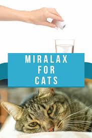 Is this because i had a bowel movement in the morning and should it can work quickly depending on how constipated you are. Miralax For Cats With Constipation A Complete Guide For Owners