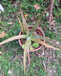Image result for Aloe cameronii × greatheadii