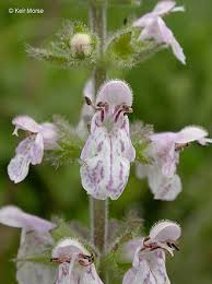 Image result for Stachys aculeolata