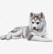 Baby Husky Png Image With Transparent Background Toppng