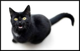 There's an endless amount of reasons that you might need this complete guide on cat quotes. A Black Cat Crossing Your Path Signifies That The Animal Is Going Somewhere Quote Investigator