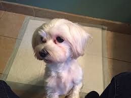 Teacup Yorkie Rescue Nj