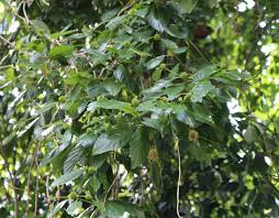 Image result for Mitragyna stipulosa