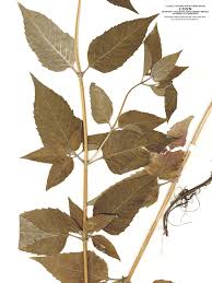 Image result for Monadenium herbaceum