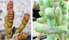 Image result for Halosarcia