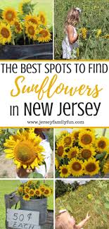 Please sign up for our email list, here at our website, to stay. Have A Suntastic Time At These New Jersey Sunflower Farms Jersey Family Fun