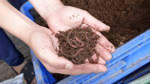How To Start A Worm Farm - Small Business Trends
