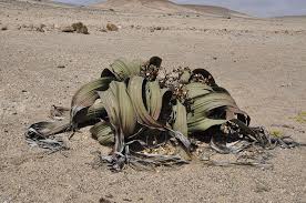 Image result for Vanwykia