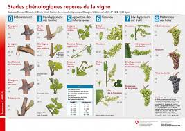 Stades Phenologiques Reperes De La Vigne Winegrapes Elderberry Wine Grape Plant Wine Education