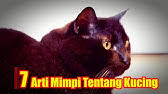 We did not find results for: Arti Mimpi Kucing Mati Menurut Islam Primbon Dan Psikolog Youtube