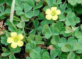 Image result for Oxalis corniculata