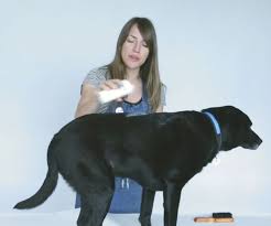 10 Unusual Uses For Baking Soda Baking Soda Uses Dog Bath Diy Dog Stuff