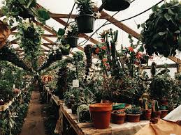 Craigslist provides local classifieds and forums for jobs, housing, for sale, services, local community, and events. 9 Of Our Favorite Spots To Buy Houseplants Succulents And Cacti In Wny Step Out Buffalo