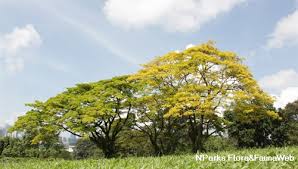 Image result for Samanea saman