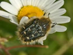 Image result for Tropinota hirta