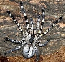 Indian Ornamental Tarantula (Poecilotheria regalis) · iNaturalist